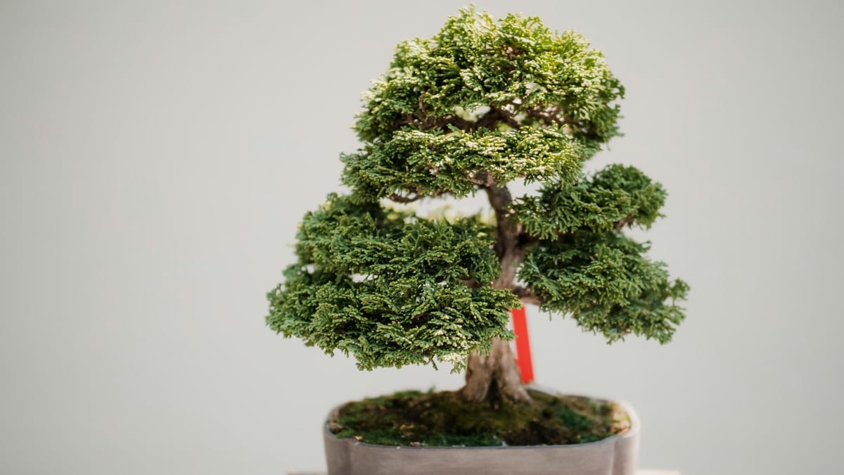 Nurturing Nature: How Growing Bonsai Trees Can Help Seniors Avoid Dementia